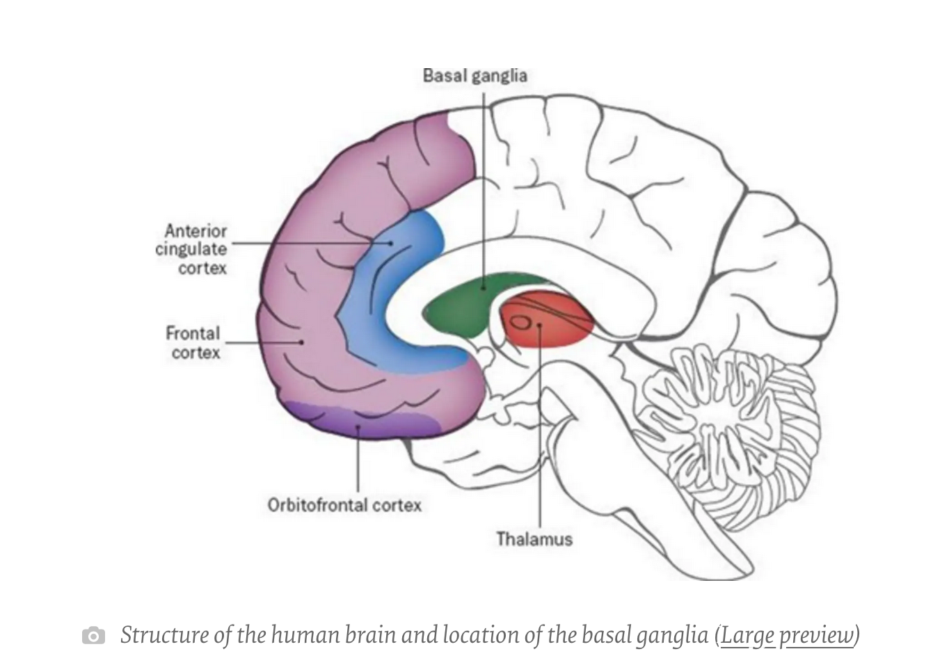 Базальные ганглии мозга. Окр мозг. Anterior cingulate Cortex. OCD Brain.
